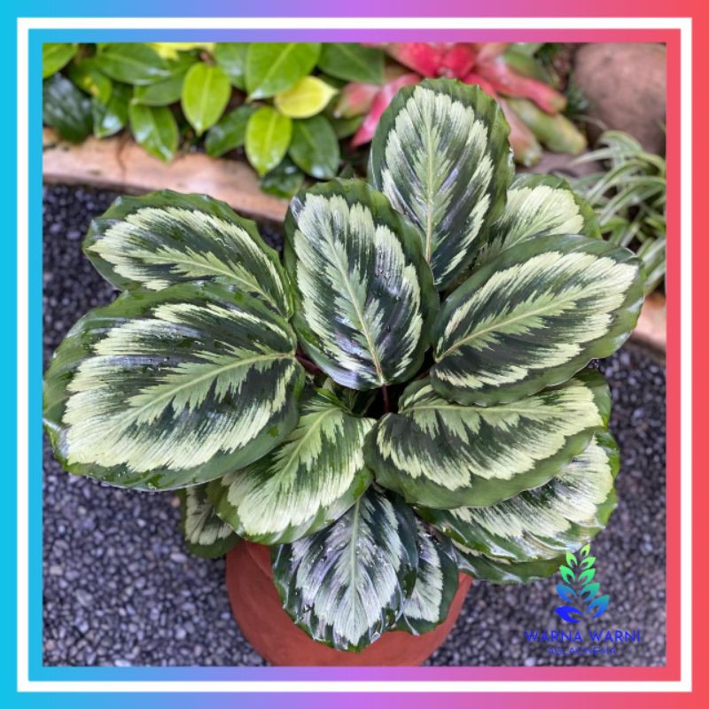 kalatea medalionV2/kalatea/kalatea murah/calathea/calatheamedalion/kalatea paket promo/kalatea paket