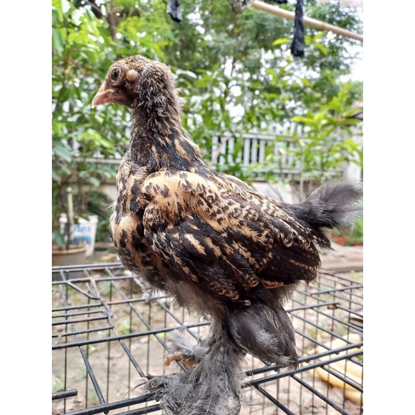 Anakan Ayam Hias Brahma / Varian Warna