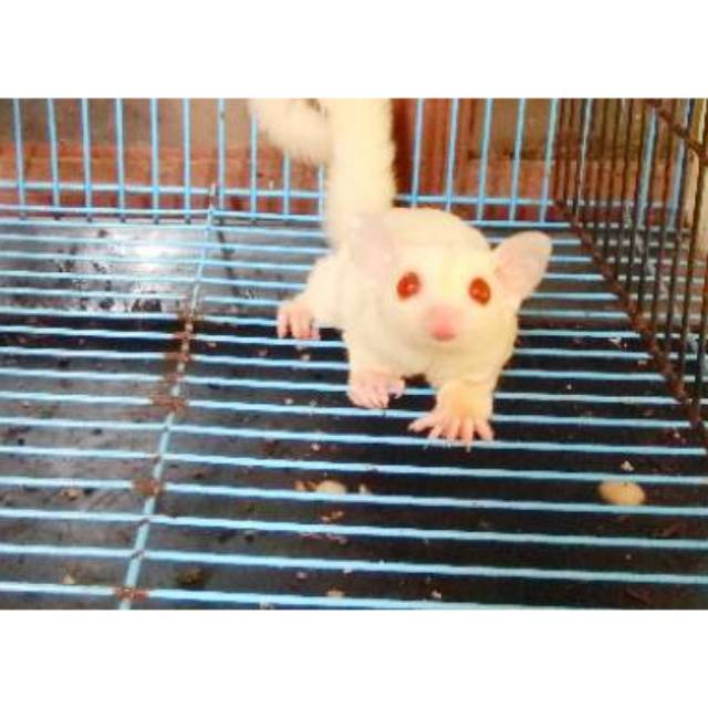 Sugar Glider Albino Jantan Shopee Indonesia