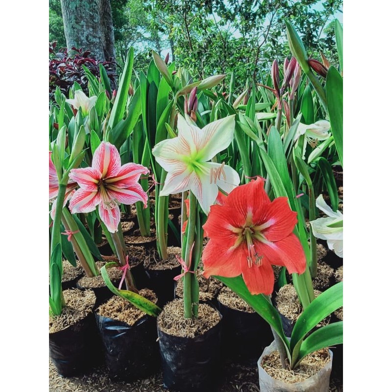 Umbi Bunga Amarilis Cantik, Merona, Tanaman Hias | Shopee ...
