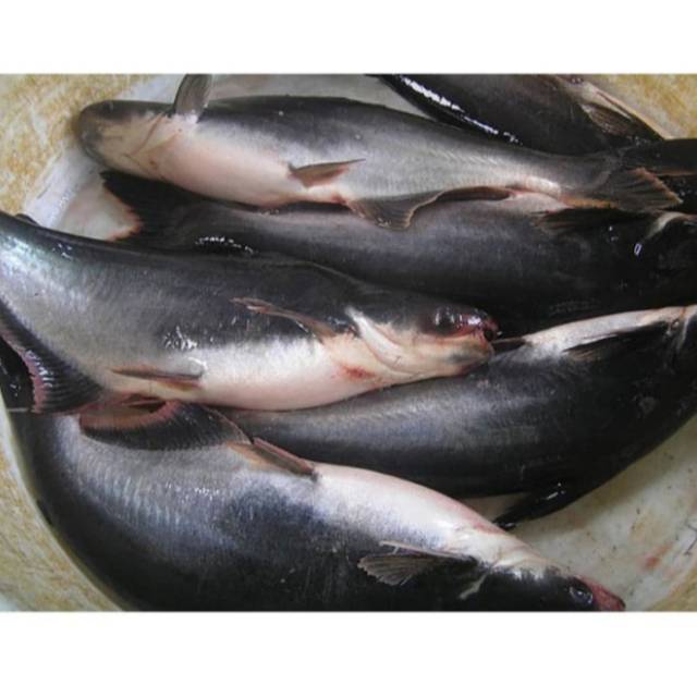 

Ikan Patin segar berkualitas