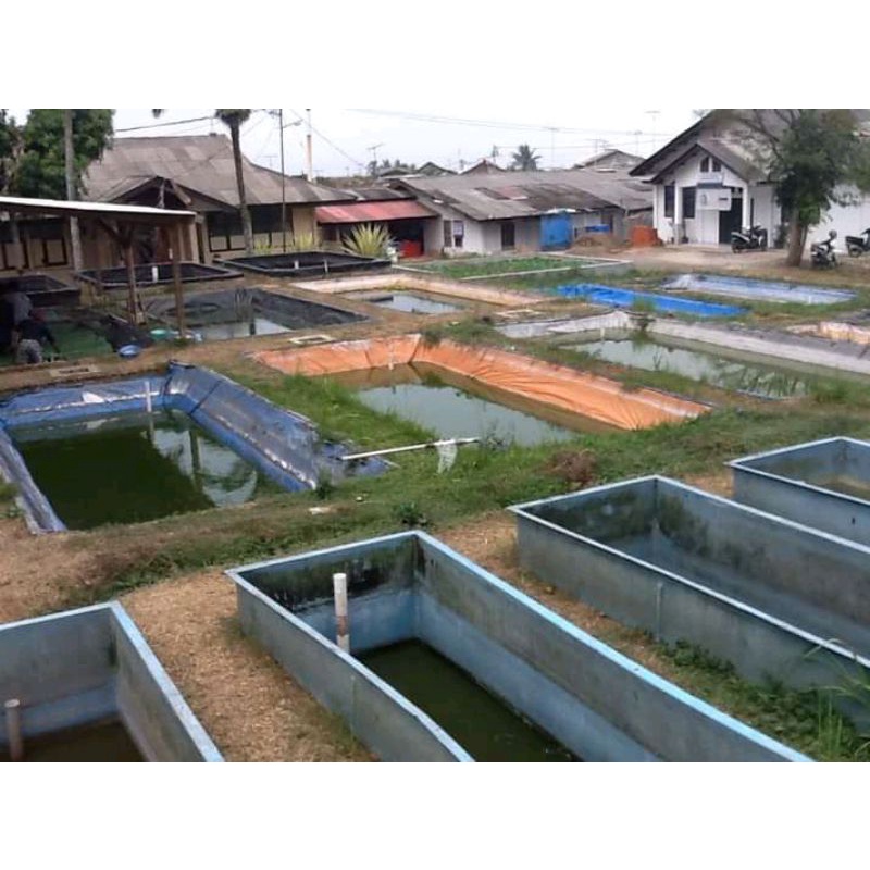 

ikan lele