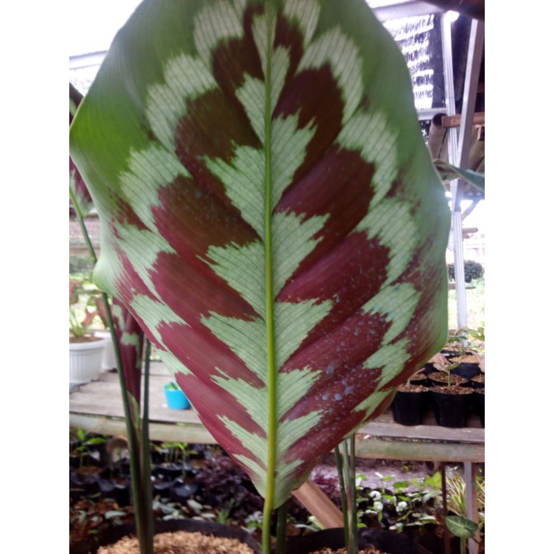 calathea merak peacock