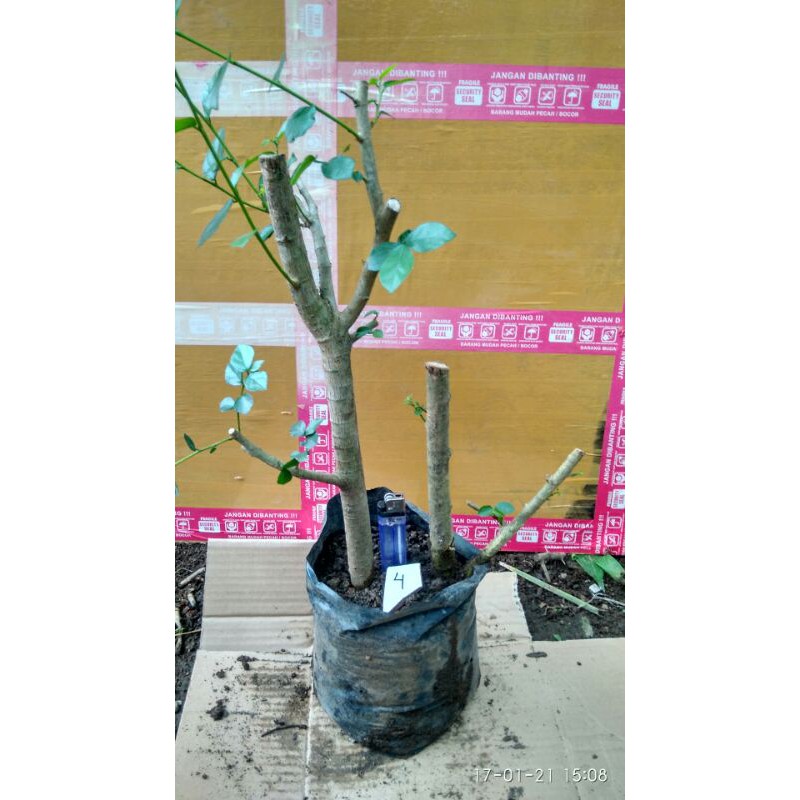2Bahan bonsai serut mini dan unik