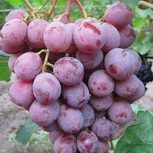 

NIZINA ANGGUR IMPORT
