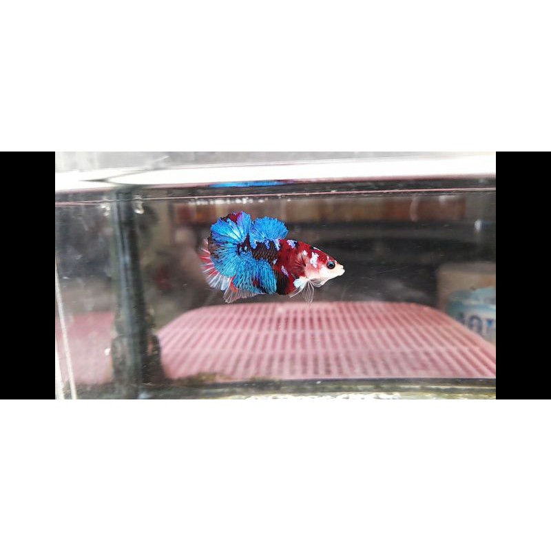 CUPANG JANTAN KOI GALAXY MULTICOLOR