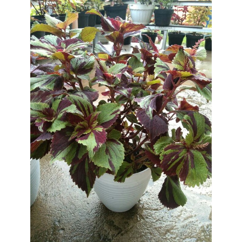 miana#lokal#premium#super#sultan