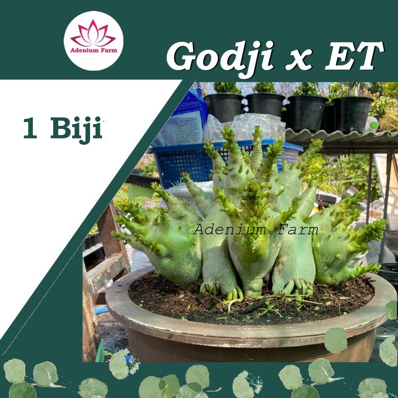 Benih Biji Bibit Adenium Arabikum Hibrid GODJI X EMERALD TANK