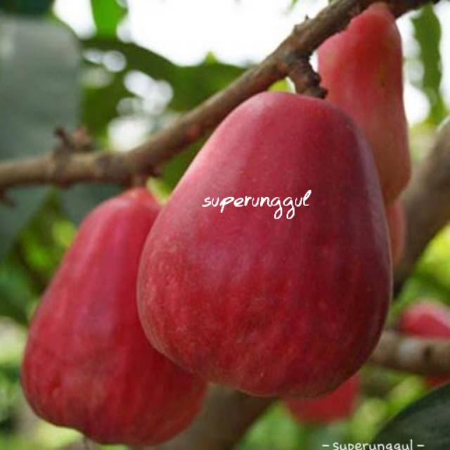 Bibit jambu jamaica terlaris