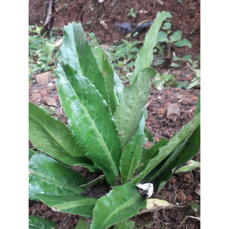 bibit walang sangit umpan pancing