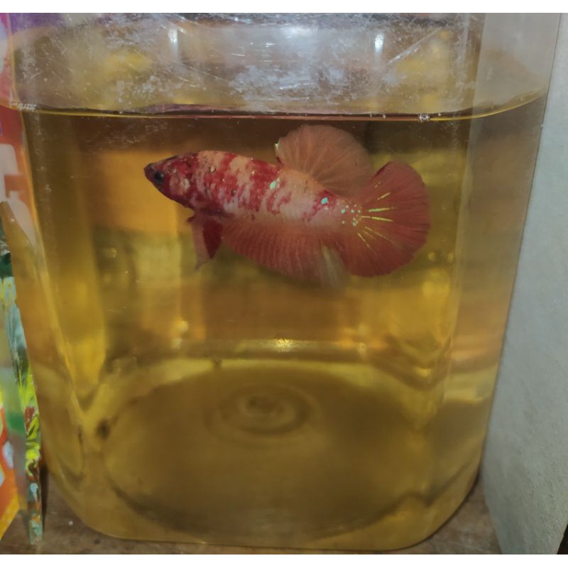 cupang leopard siap breed