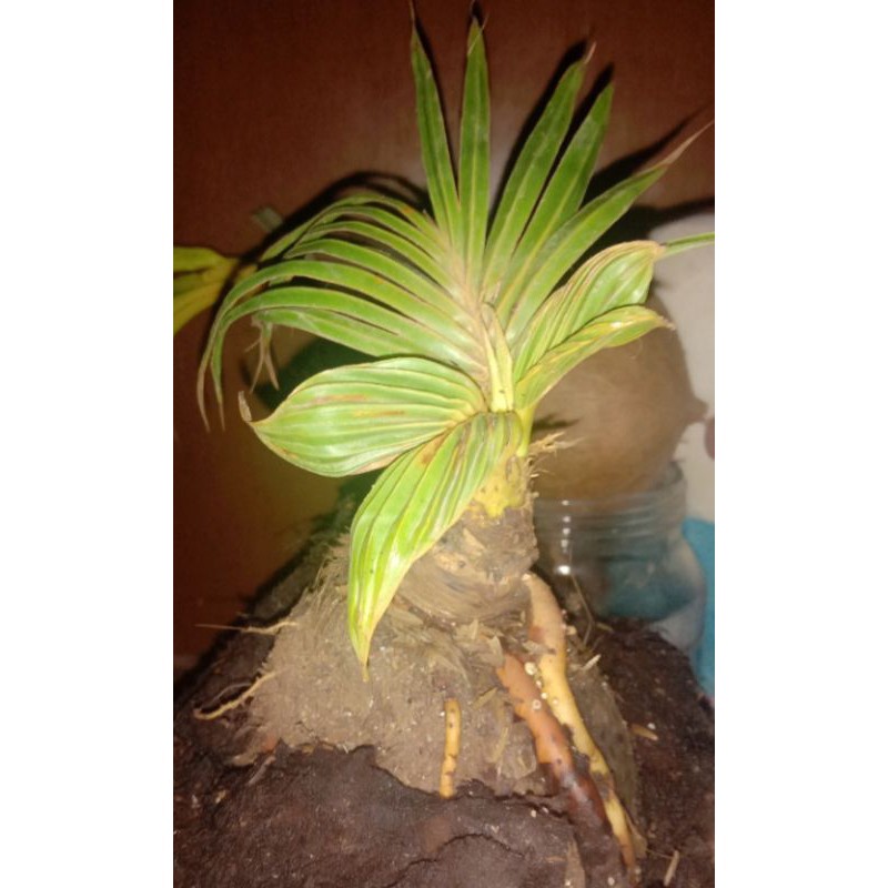 bonsai kelapa pecah daun /daun kerdil bonsai kelapa /bonsai kelapa minion