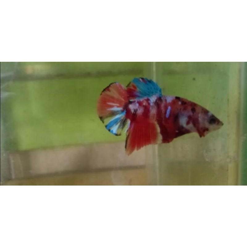 ikan cupang koi/nemo anakan