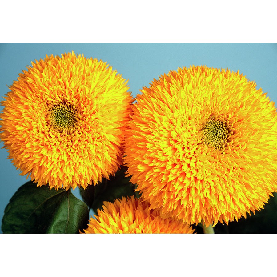 Benih Bibit Biji - Bunga Sunflower Teddy Bear Bunga Matahari Kelopak Gembul Flower Seeds - IMPORT