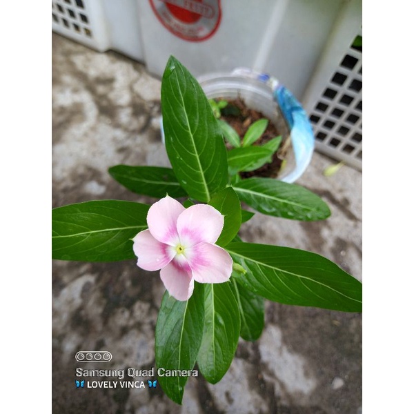 Vinca Nirvana Ring hallo