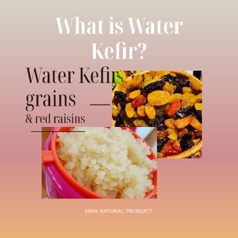 BIBIT WATER KEFIR _ ALGA KRISTAL