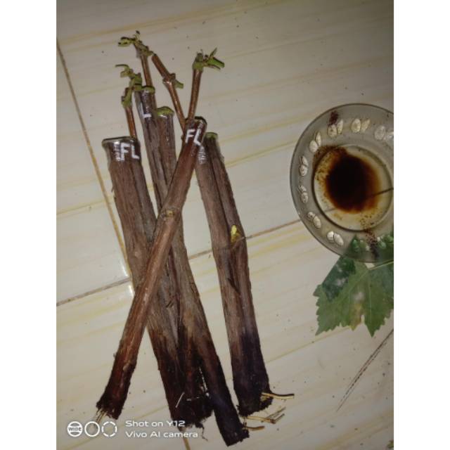 Cutting grafting anggur Flamenco