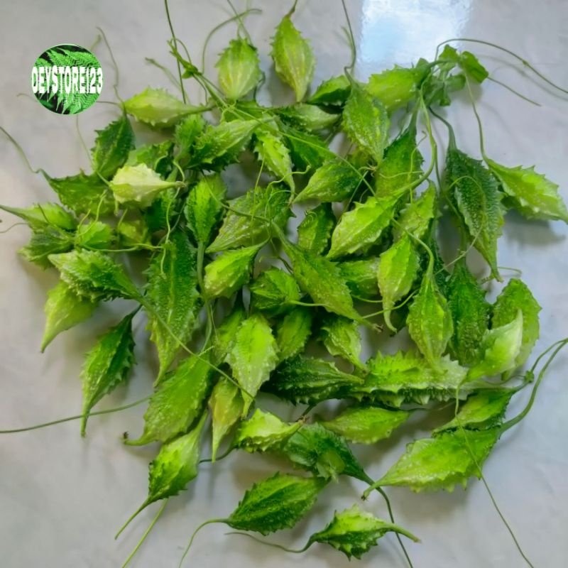 

jual Buah pare / alas pare hutan segar