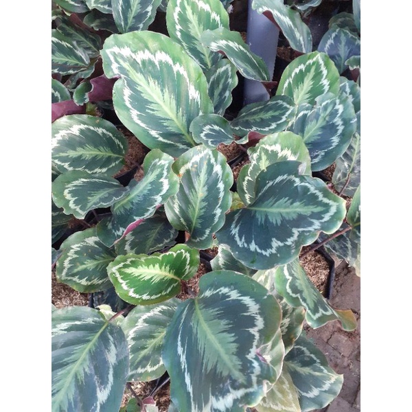 CALATHEA MEDALION IMPORT