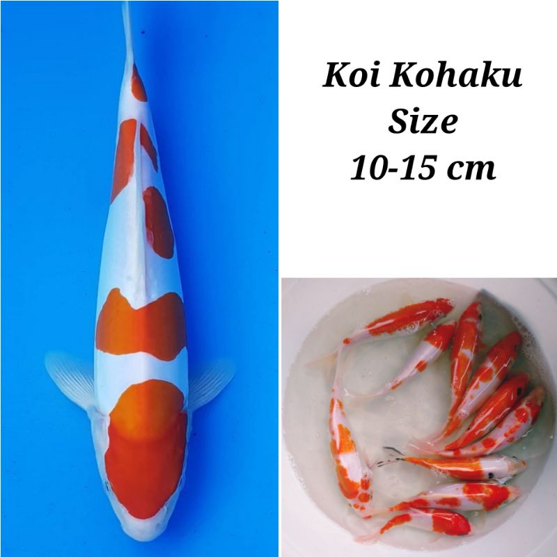 Bibit ikan koi kohaku murah dan sehat