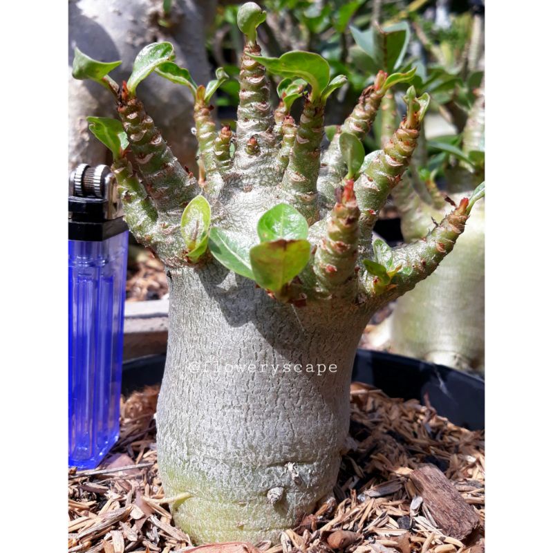 Adenium godji