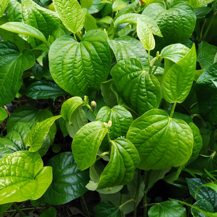 BIBIT CABE JAWA