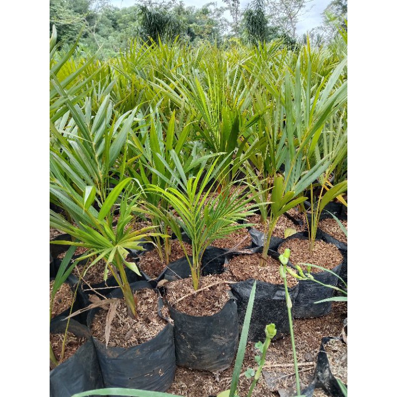

bibit pohon palem kuning