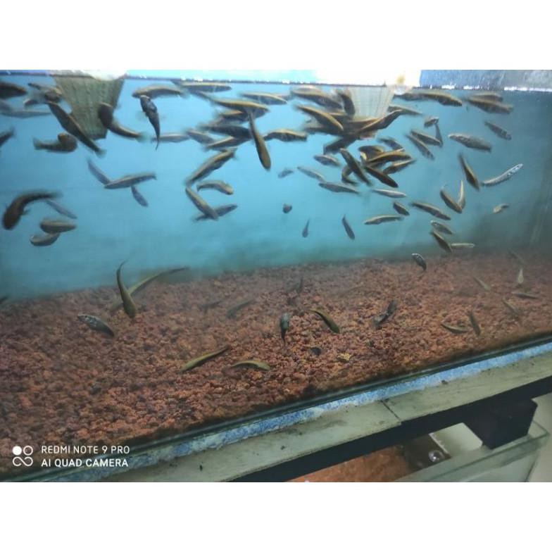 Diskon Ikan Hias Channa Maru Red Sampit 5_6