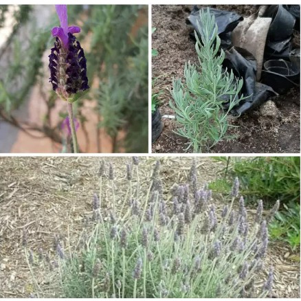 paket tanaman lavender (lavender gold creek,french dan mexican)