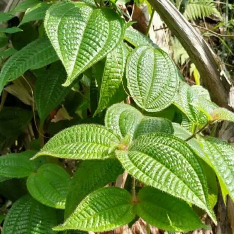 

DAUN HARENDONG SEGAR HERBAL