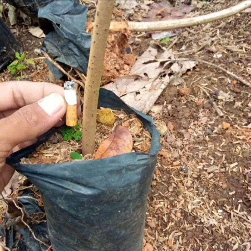 bibit bonsai waru taiwan