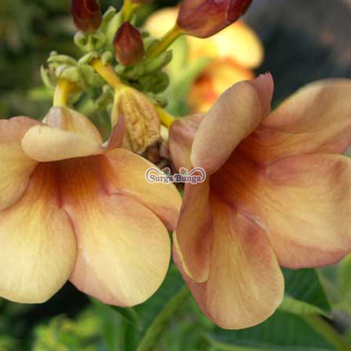 alamanda tanaman hias bunga cantik tinggi 1 meter BERGARANSI