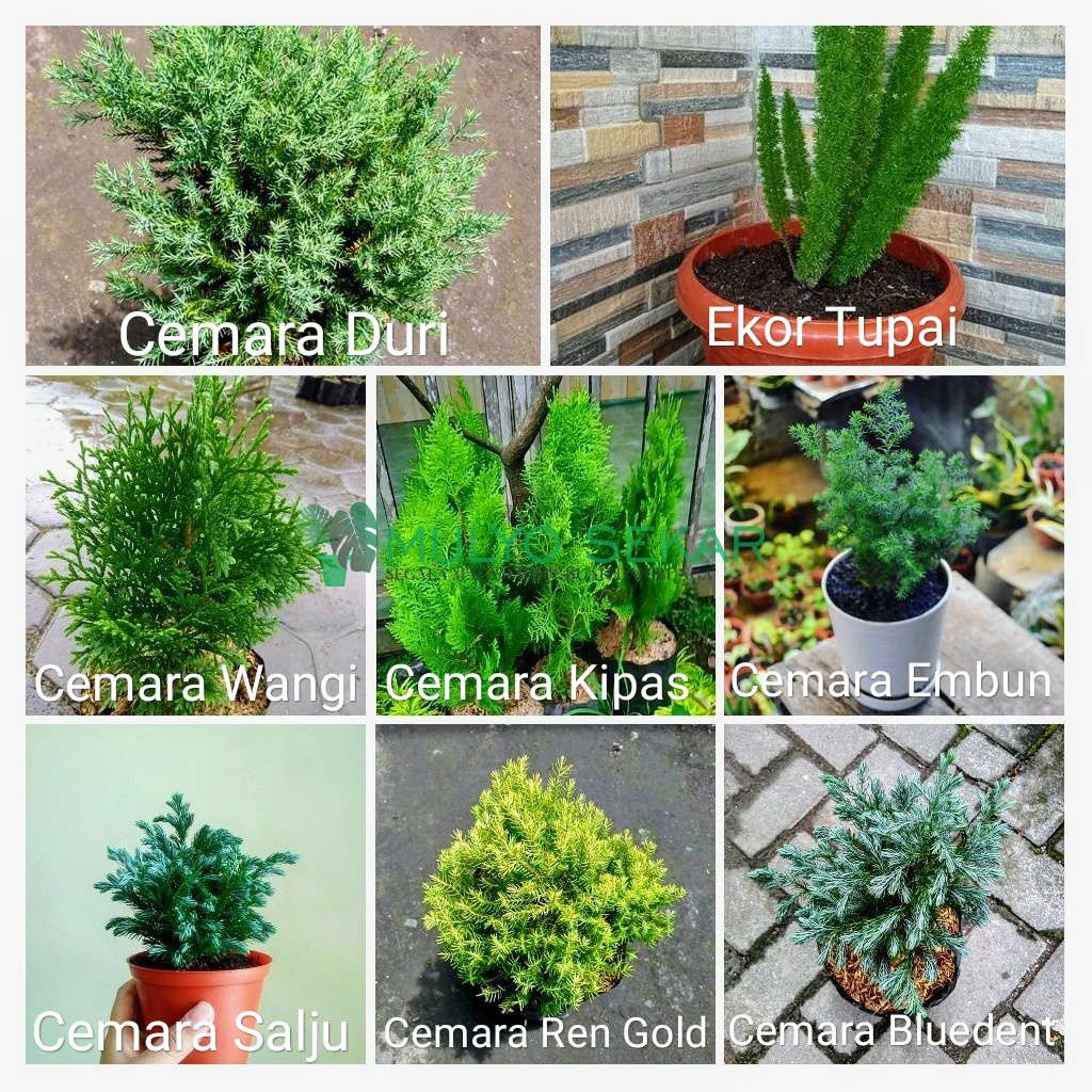 bibit cemara mini paket 8 tanaman