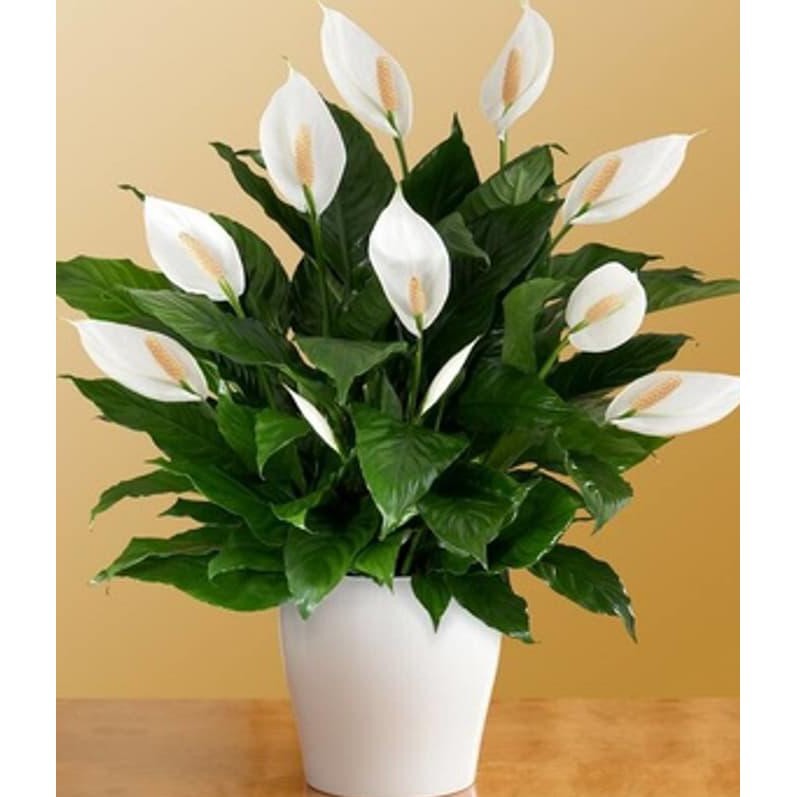 Tanaman Hias spatufilum variegata peace lily variegata lokal