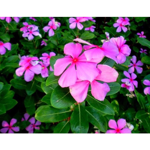Tanaman Hias Bunga Tapak Dara Pink (Catharanthus roseus (L.)- bibit bunga tapak dara