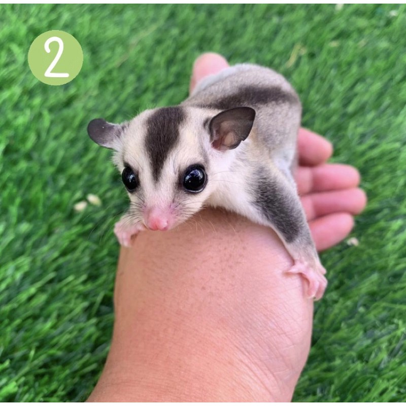 Sugar Glider White Face Betina Joey