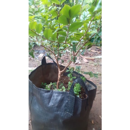 anggur pohon preco siap berbuah