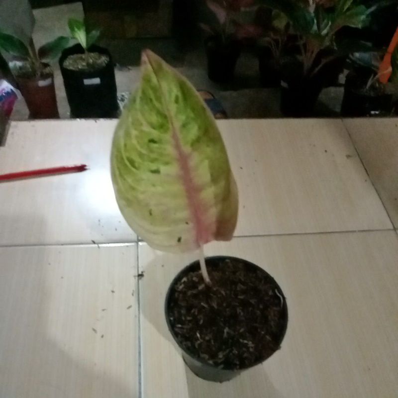 aglonema baby Moonlight