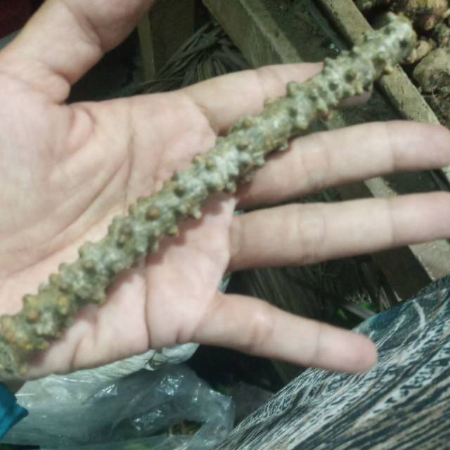 

Antawali segar