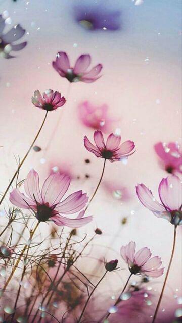 Kaligrafi Kulit Kambing Super Satu Paket Isi 3pcs Murah Allam Muhammad Yasin