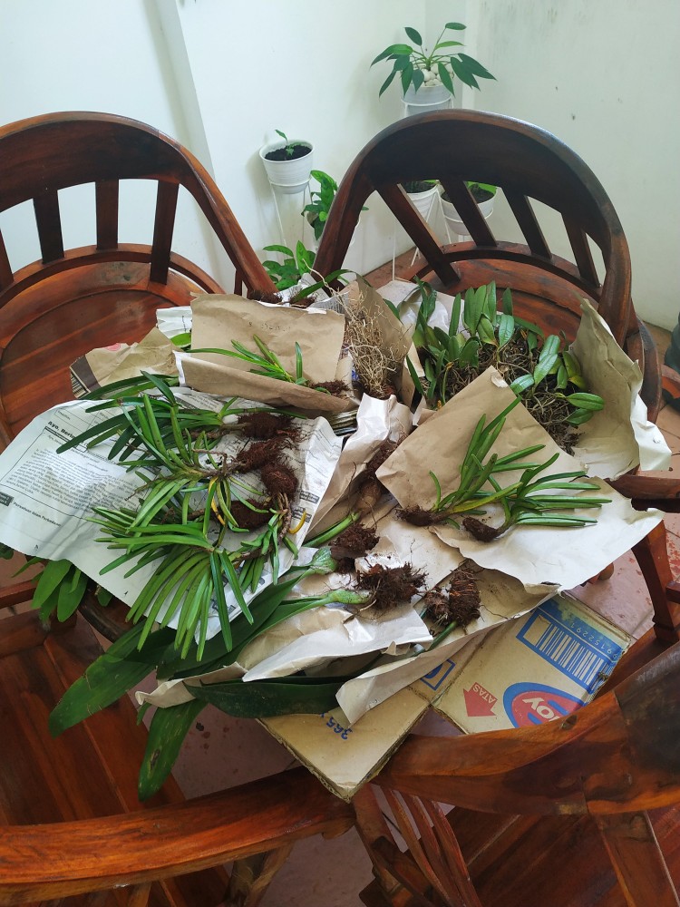 Oncidium Golden Sower