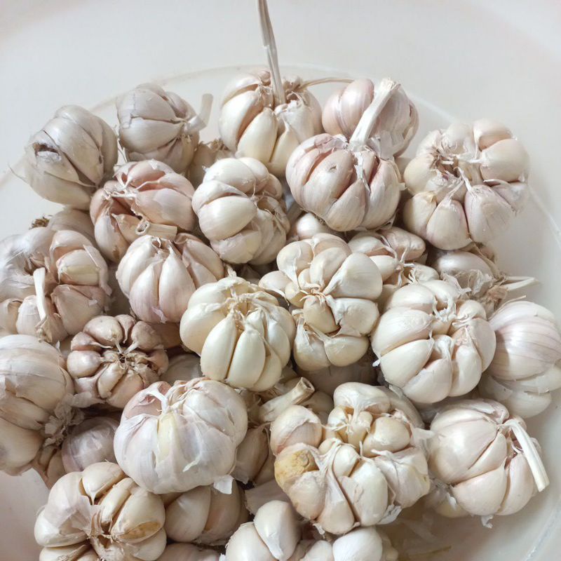 

bawang putih