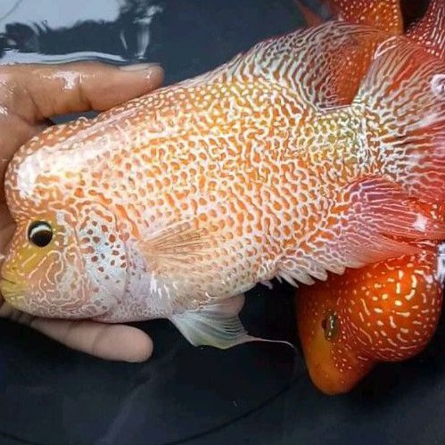 LOUHAN.GB.TOP.GRADE.size.10-12cm