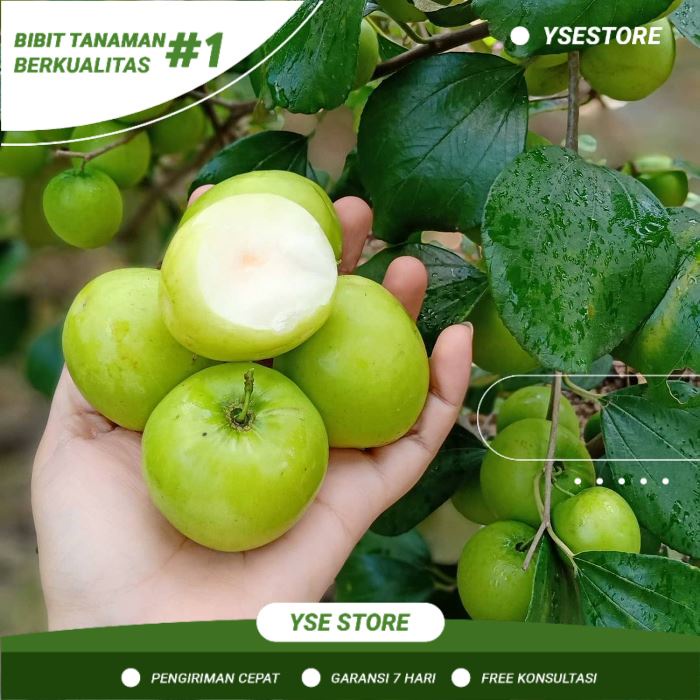 TERBARU Bibit Apel Futsa - Apel India - Apel Putsa Super Hasil Okulasi HARGA HANCUR