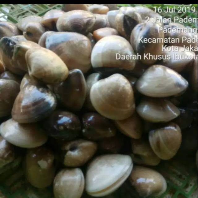 

Kerang kepah / kerang tahu ( 500gr/1kg )