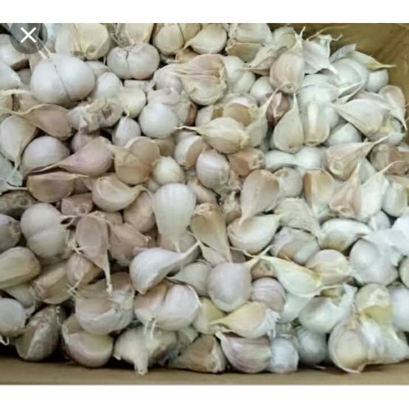 

bawang putih kating