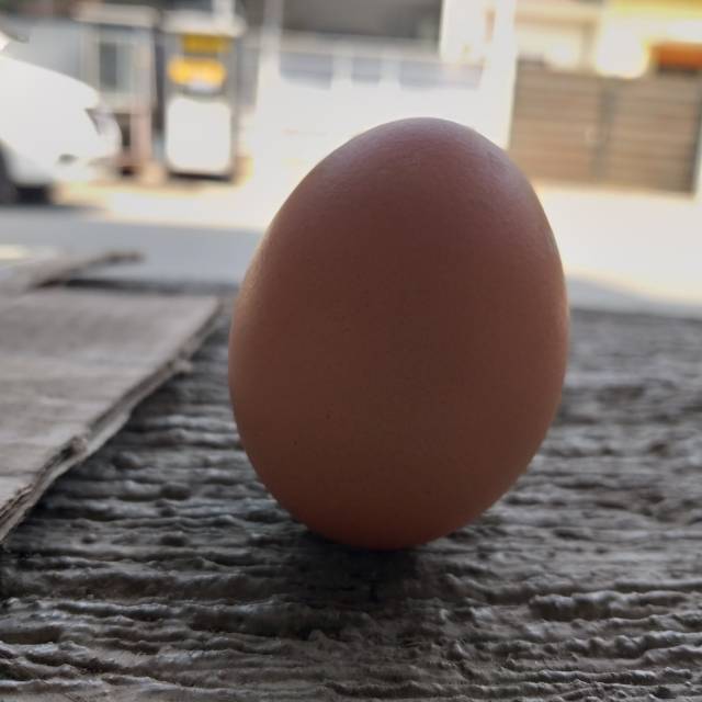 

Telur