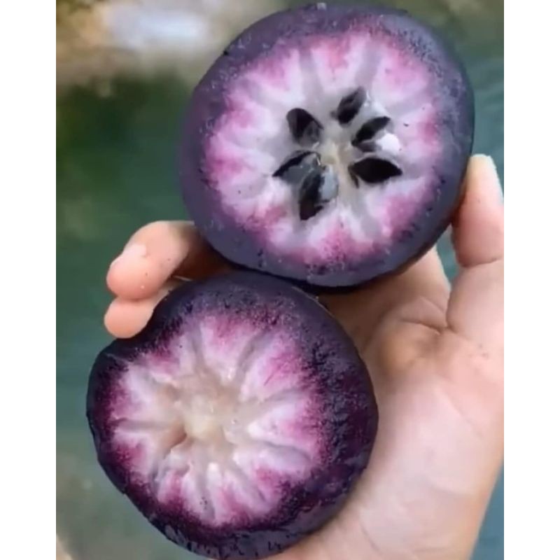 Bibit Buah Kenitu Ungu Super _bibit buah