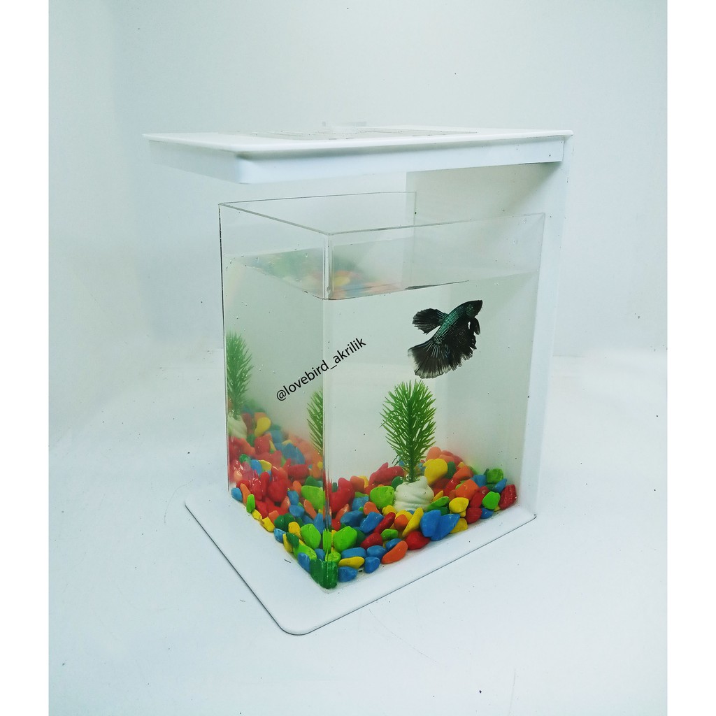 READY!!! Betta Fish Tank, Aquarium Mini Akrilik, Mini Aquascape, Akuarium cupang, Akuarium mini