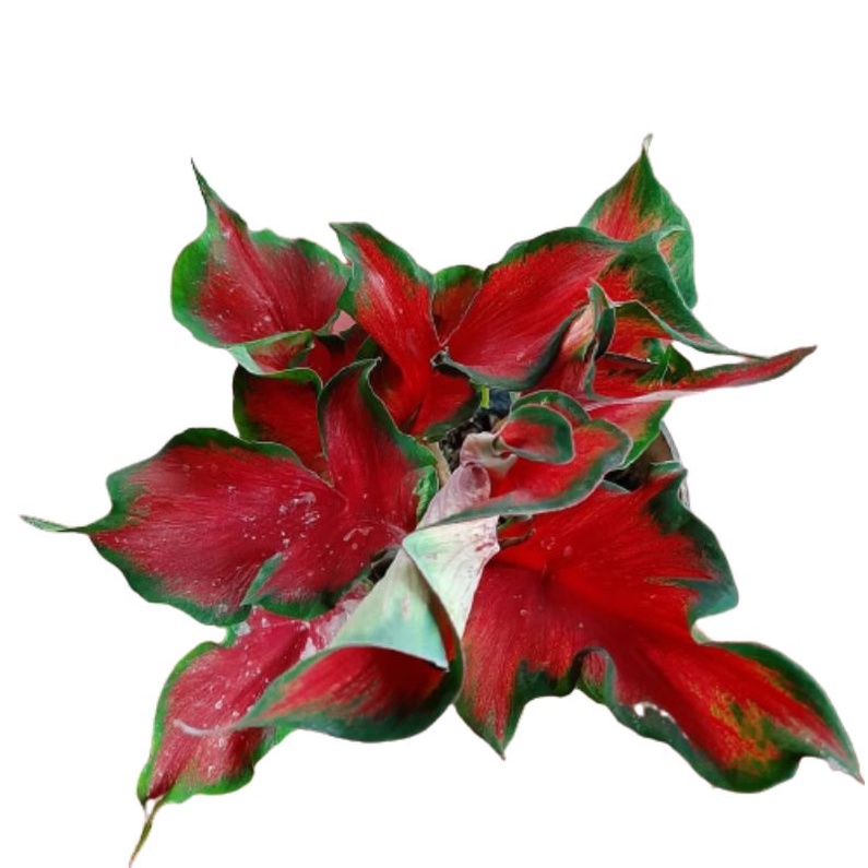 Caladium Red Peacock Tanaman Keladi Hias 1-3 daun Red Peacock bibit BUKAN bonggol